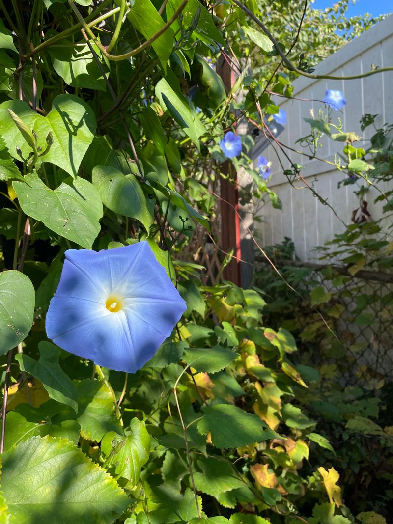 Container Growing Makes Seasonal Cleanup Easier