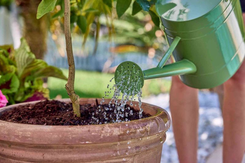 Container-Grown Plants Of Nearly Any Variety