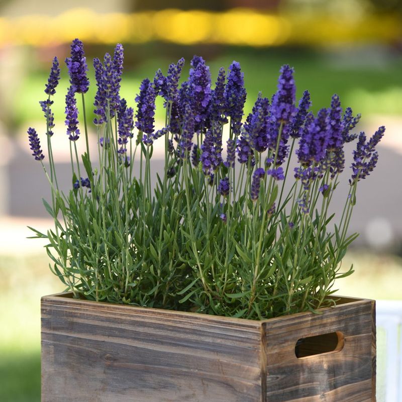 Container Lavender May Need Slightly More Feeding
