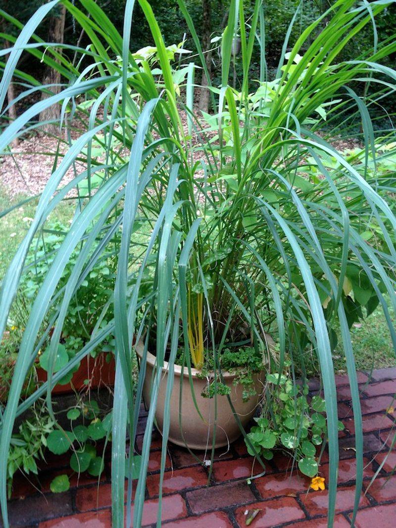 Container Lemongrass Dries Out Faster In Wind