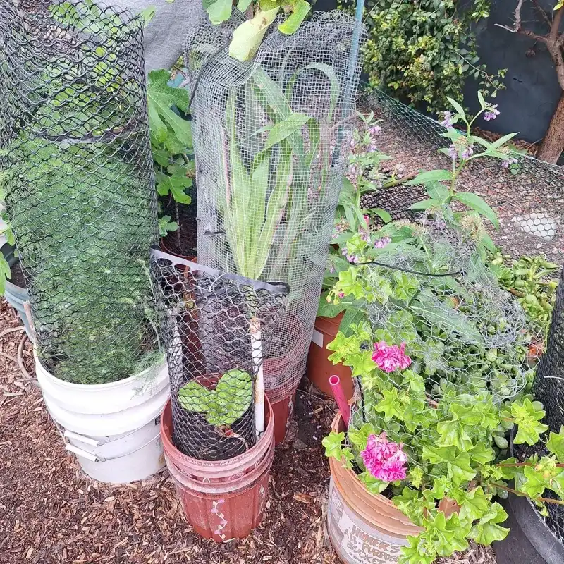 Container Plants