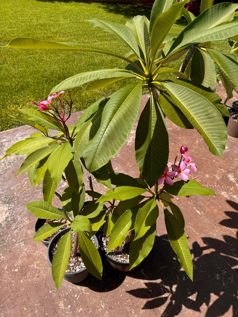 Container Plumeria Needs Extra Attention In Texas Container Plumeria Needs Extra Attention In Texas