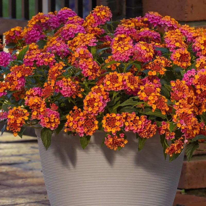 Containers Need More Frequent Watering In Summer
