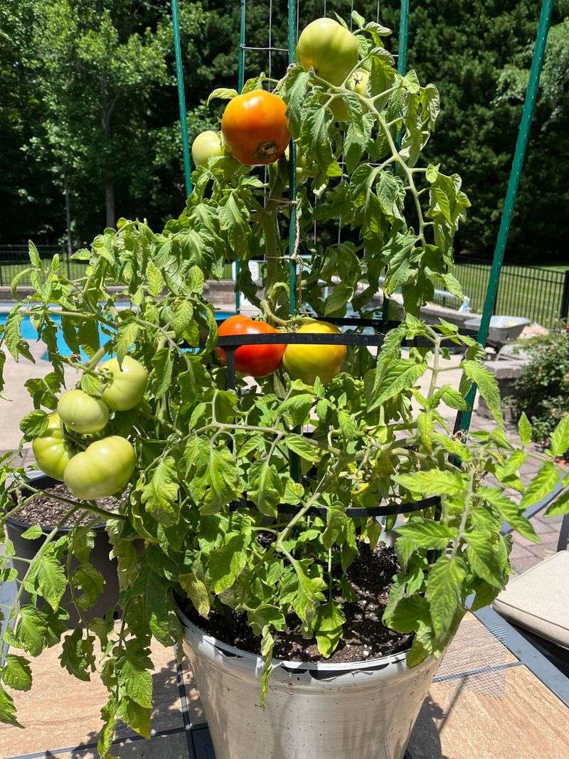 Containers Usually Need Water Much More Often