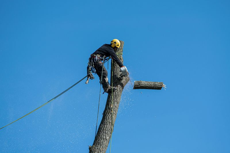 Contractors Face Fines For Removing Protected Trees Without Permits