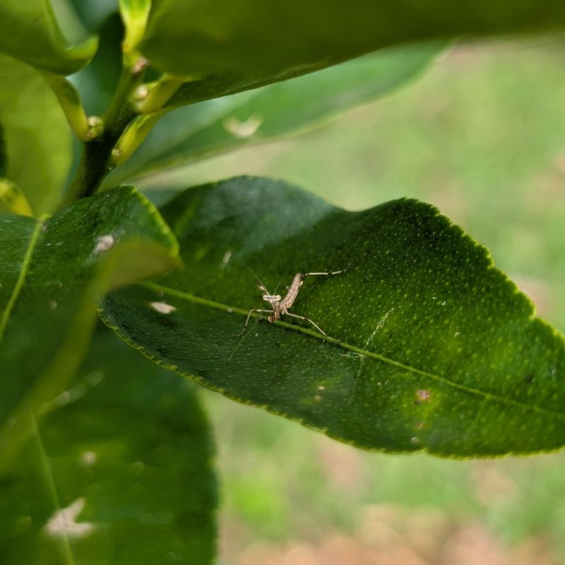 Control Ants Before They Protect Pests