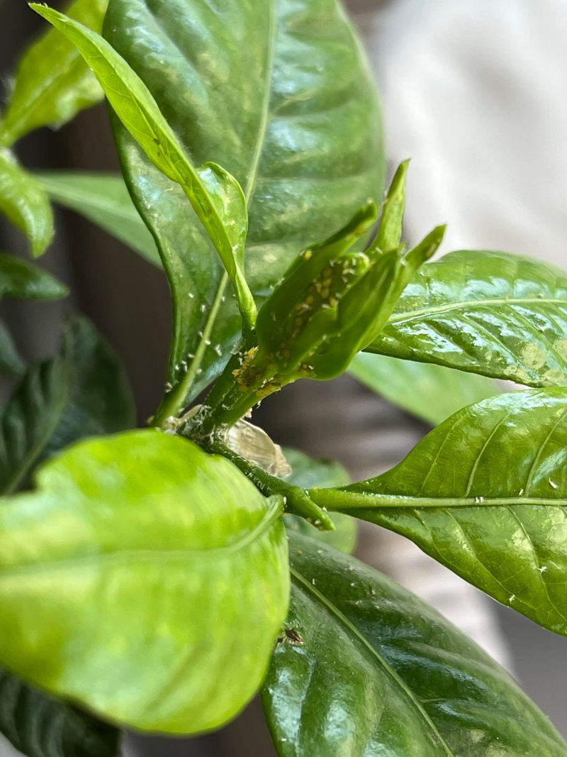 Control Aphids, Scale, Whiteflies, And Sooty Mold
