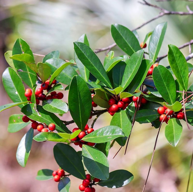Cool Small Yards With Dahoon Holly