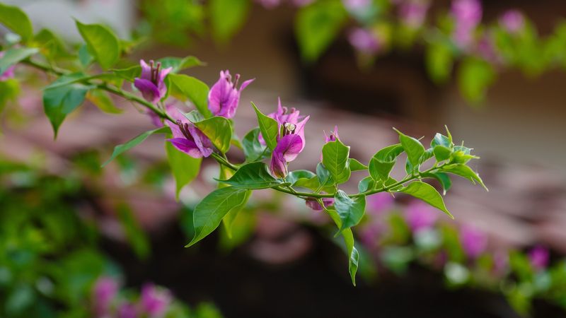 Cool Weather Delayed Flower Production Cool Weather Delayed Flower Production