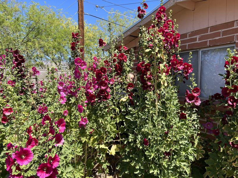 Cooler Spring Weather Keeps Flowers Lasting Much Longer