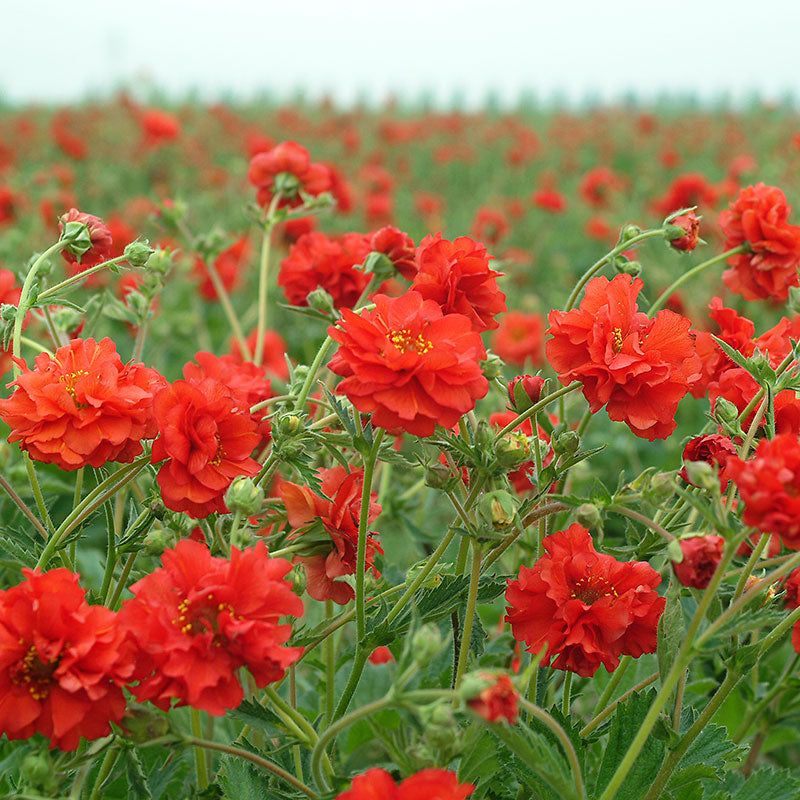 Cooler Temperatures Improve Geum Performance