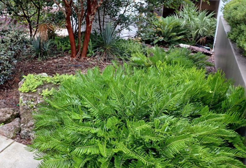 Coontie Adds Evergreen Structure Under Open Branches