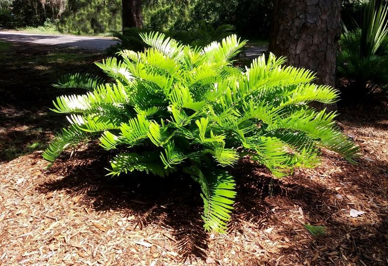 Coontie Adds Evergreen Structure Where Grass Struggles
