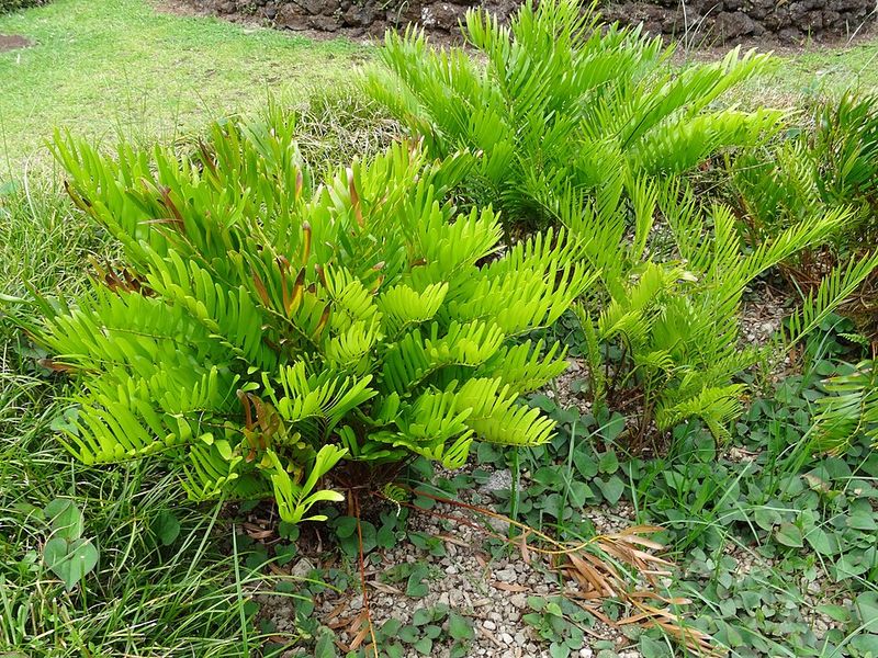 Coontie Adds Low-Maintenance Tropical Texture