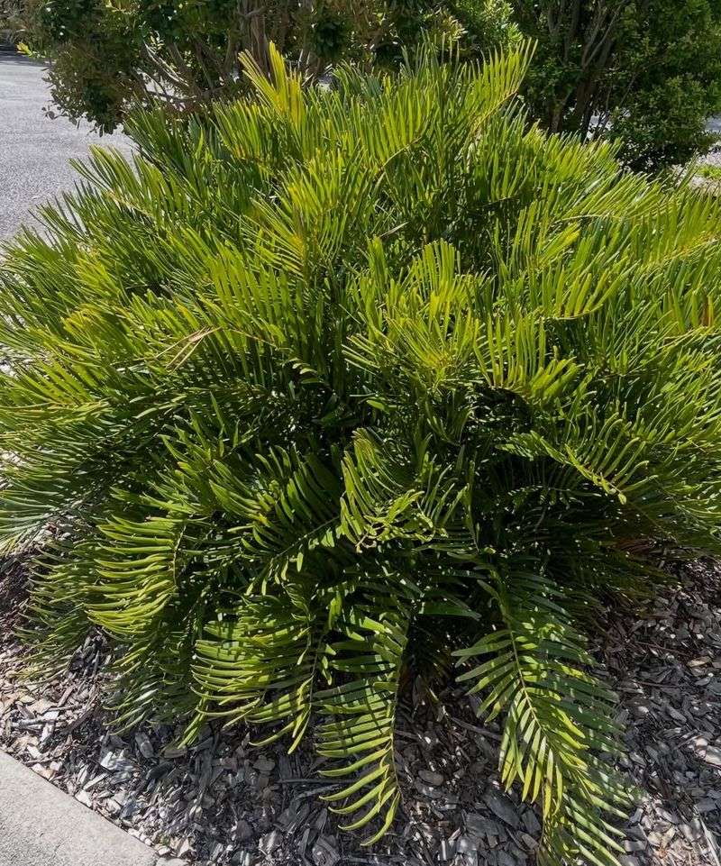 Coontie Brings Evergreen Structure Year After Year