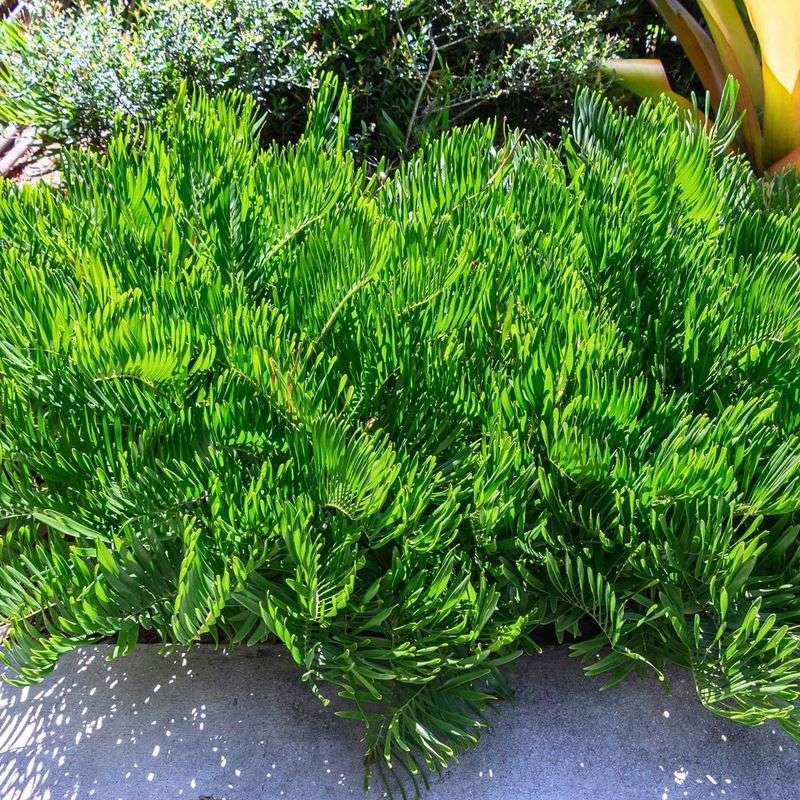 Coontie Brings Structure To Mass Plantings