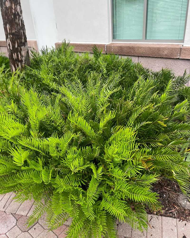 Coontie Brought Evergreen Structure To Dry Beds Coontie Brought Evergreen Structure To Dry Beds