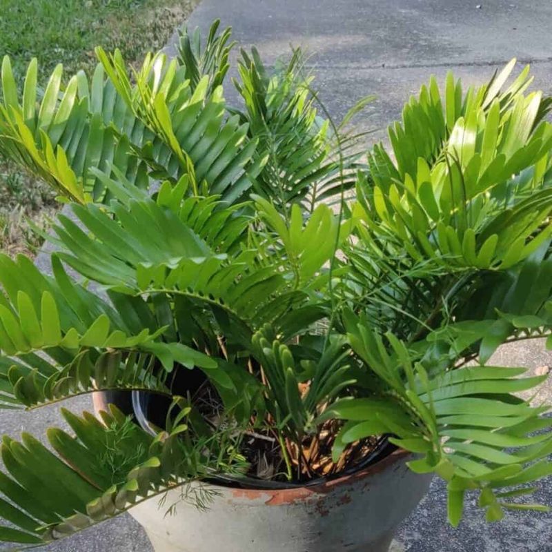 Coontie Makes A Polished Native Accent By The Steps