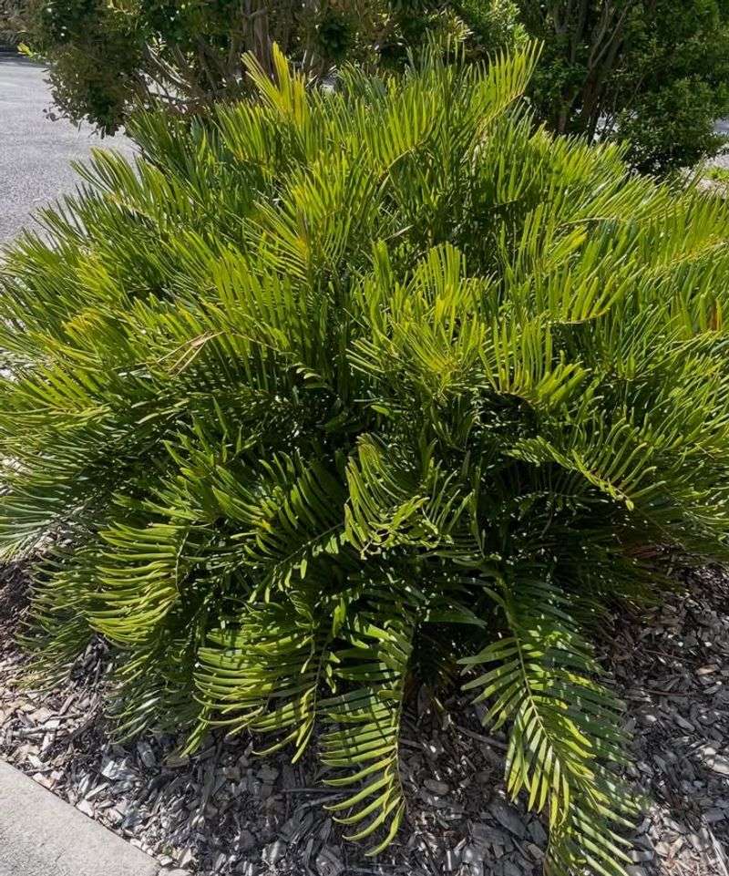 Coontie Stays Strong When Tropical Imports Struggle