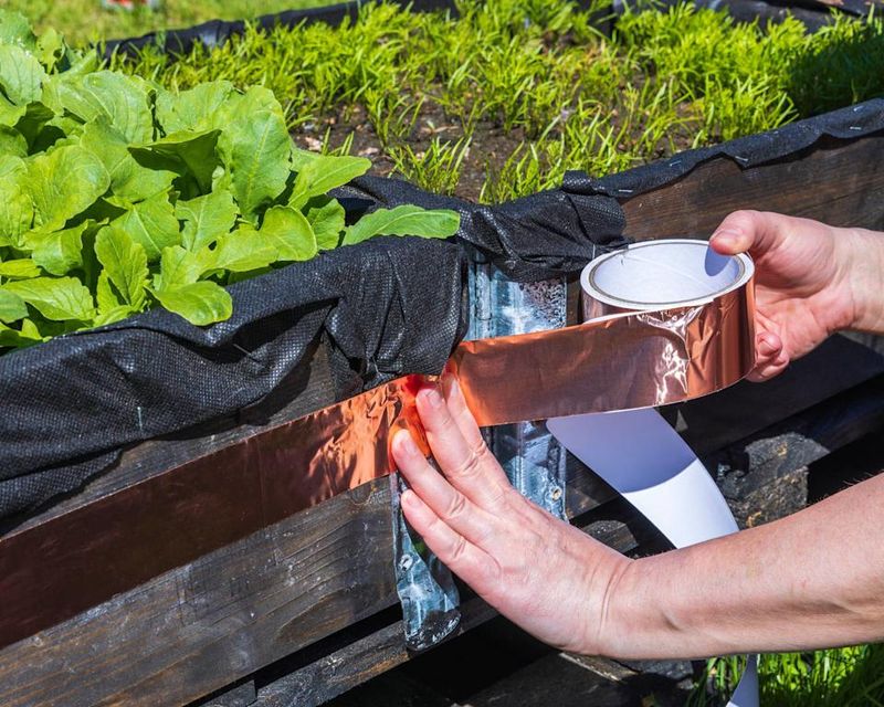 Copper Tape Helps Protect Gardens From Slugs Naturally