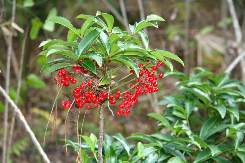 Coral Ardisia Brings Invasive Regret