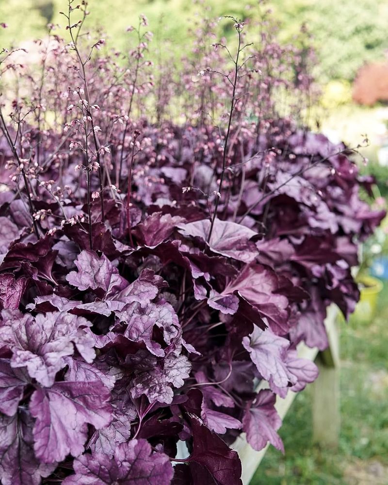 Coral Bells