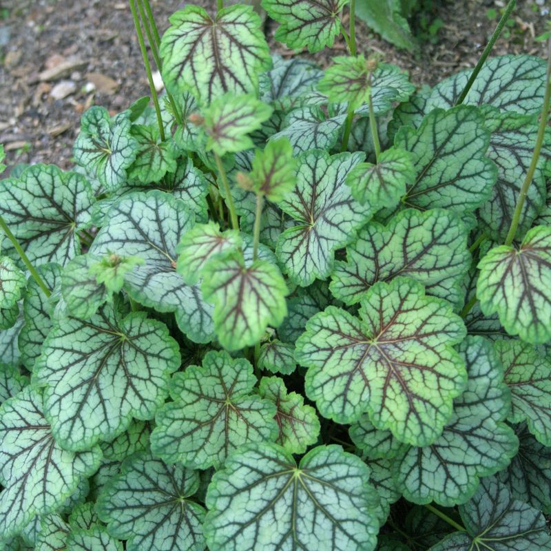 Coral Bells 