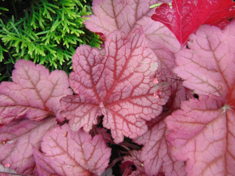 Coral Bells Add Long Lasting Color Around Hydrangeas