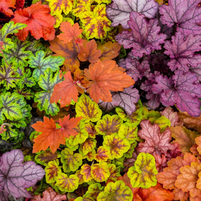 Coral Bells Brighten Shady Trouble Areas Coral Bells Brighten Shady Trouble Areas