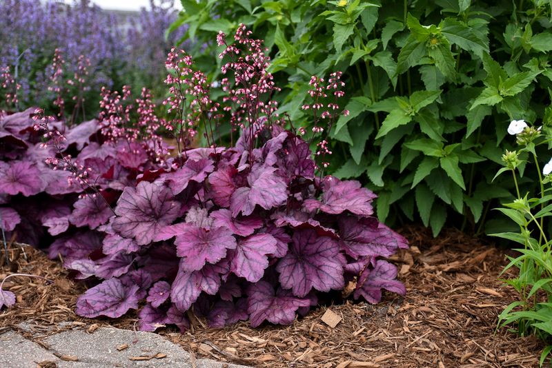 Coral Bells Brighten Spring And Fall Beds Coral Bells Brighten Spring And Fall Beds