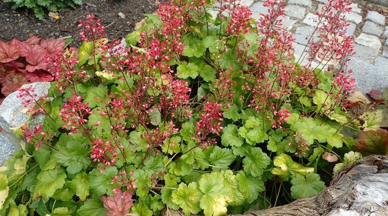 Coral Bells Brighten Walkways Without Looking Messy Coral Bells Brighten Walkways Without Looking Messy