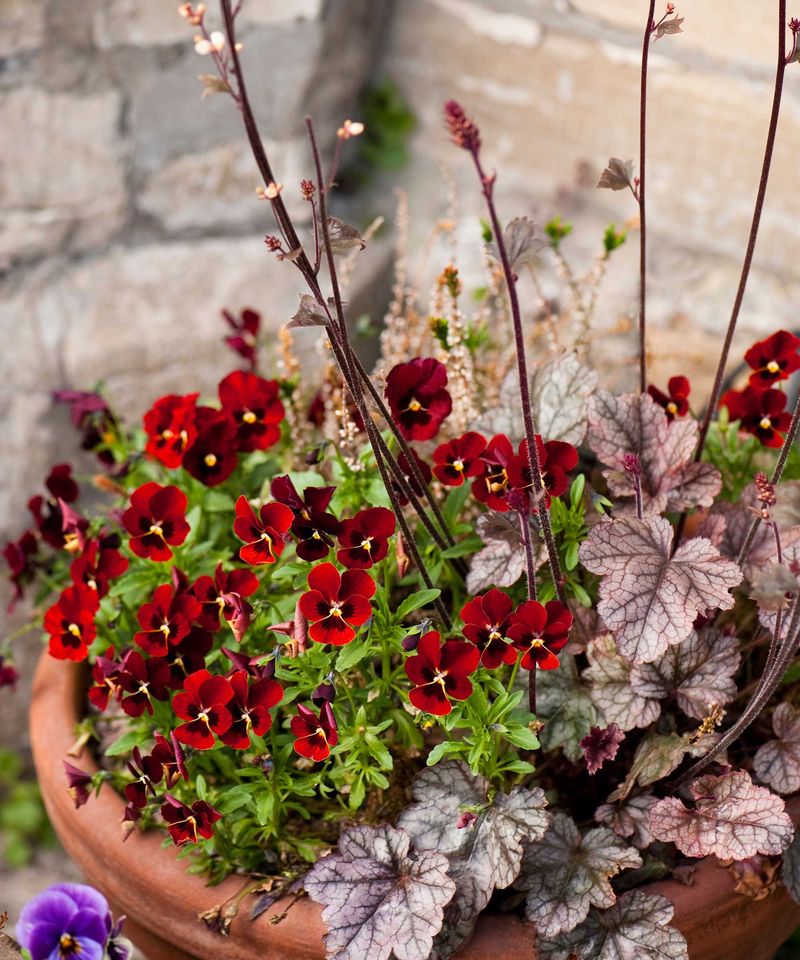 Coral Bells (Heuchera spp.)
