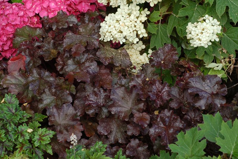Coral Bells & Licorice Plant Coral Bells & Licorice Plant