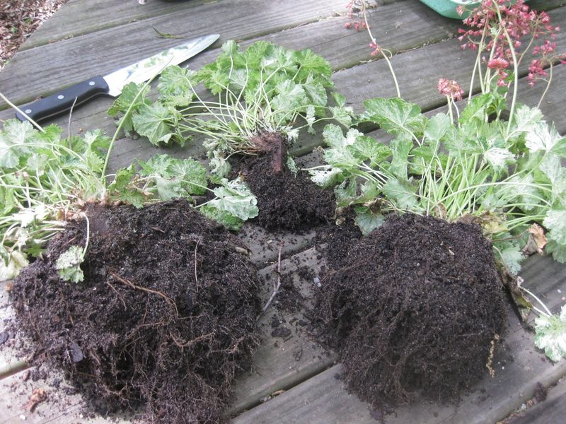 Coral Bells Make It Easy To Fill Small Gaps Coral Bells Make It Easy To Fill Small Gaps