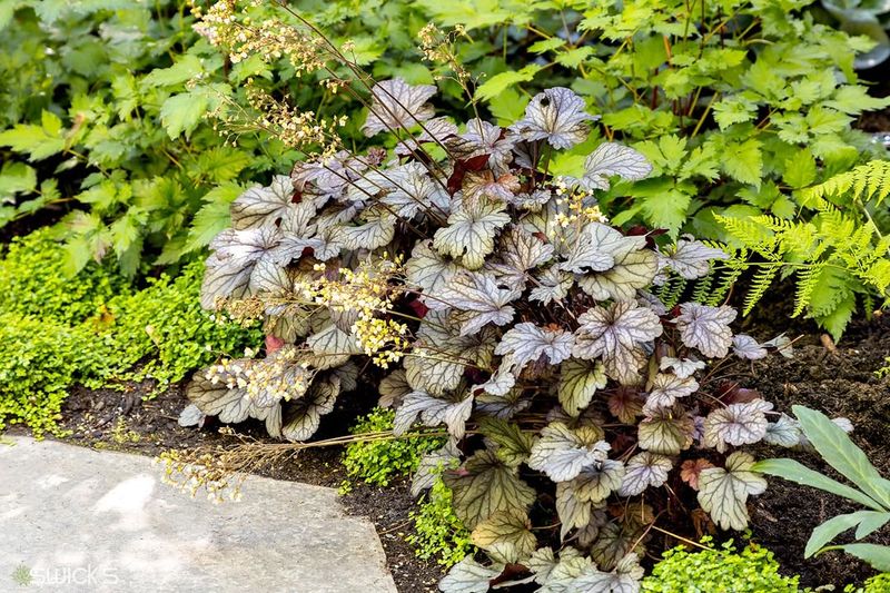 Coral Bells
