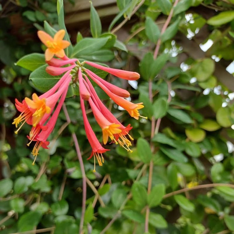 Coral Honeysuckle