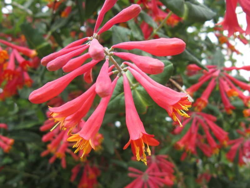 Coral Honeysuckle Coral Honeysuckle