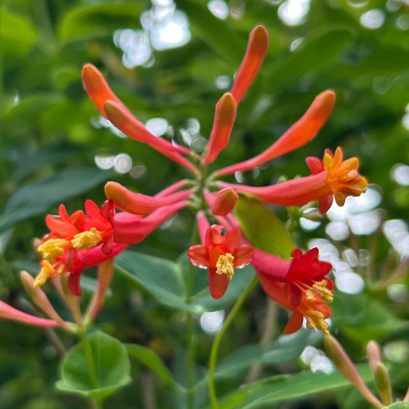 Coral Honeysuckle Brings Color Without Taking Over