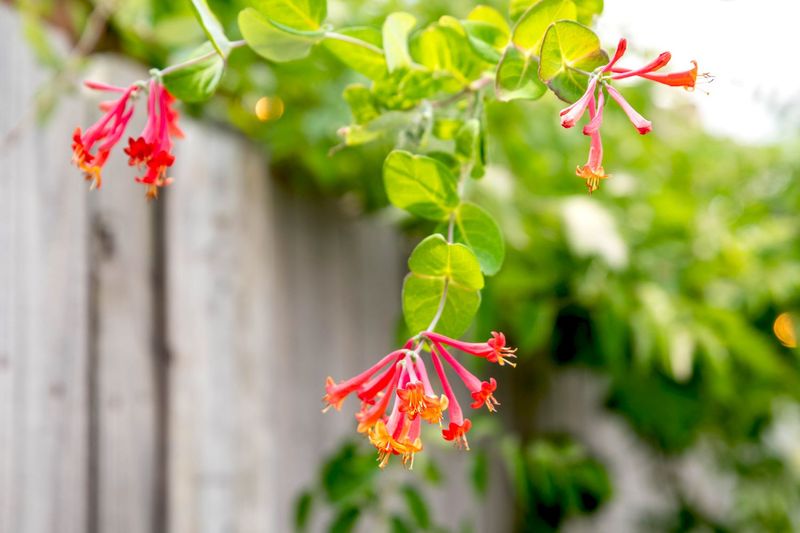 Coral Honeysuckle Climbs Lightly Without Becoming Overgrown