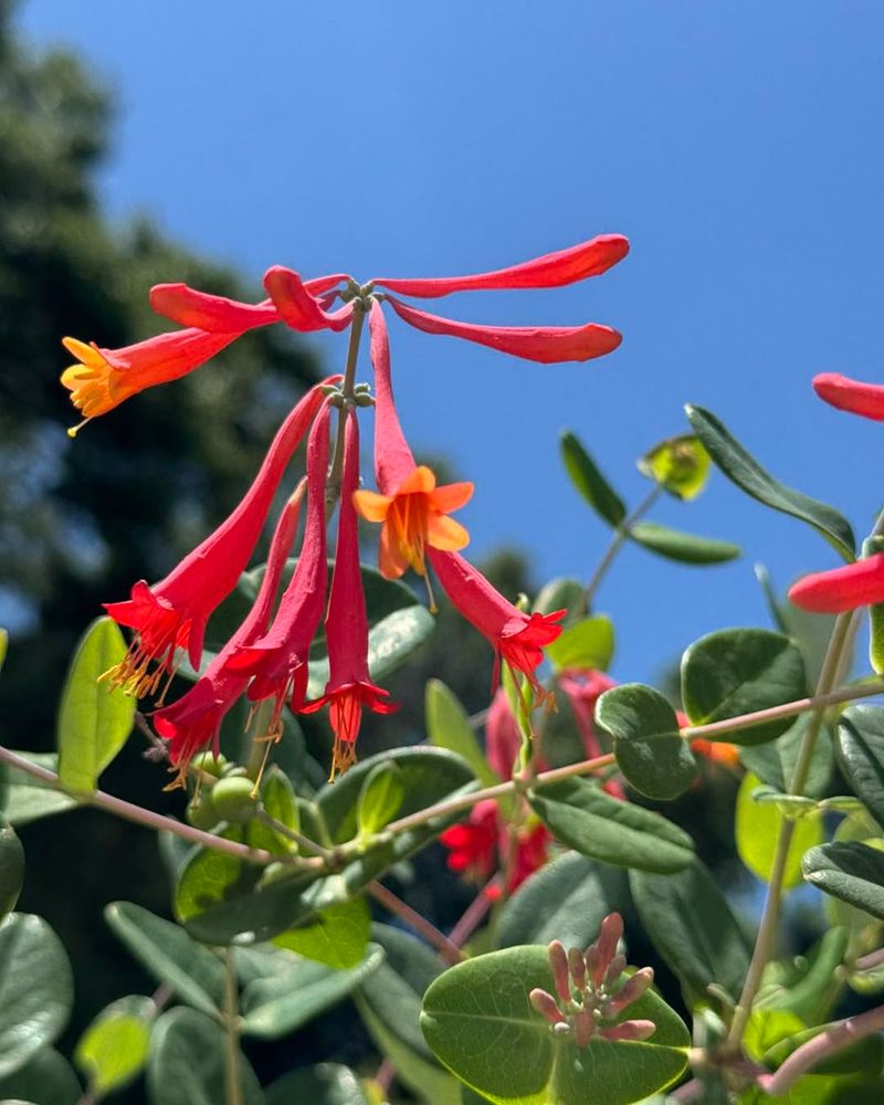 Coral Honeysuckle Climbs Through Summer Humidity