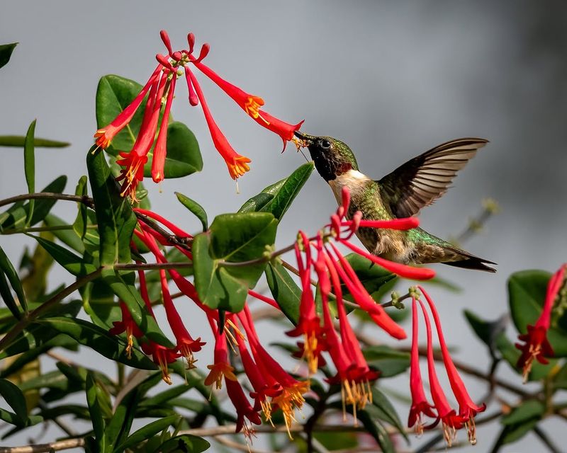 Coral Honeysuckle Handles Heat And Hummingbirds Love It