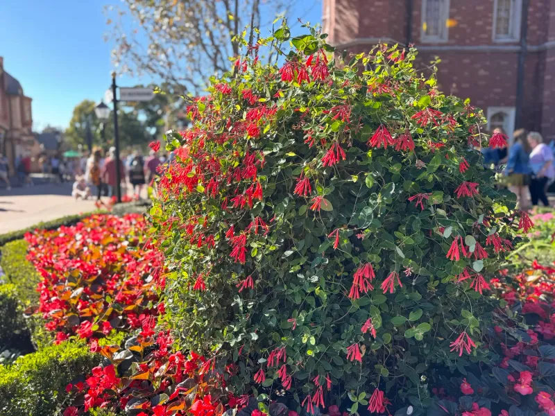 Coral Honeysuckle Is Generally Low-Maintenance Once Established