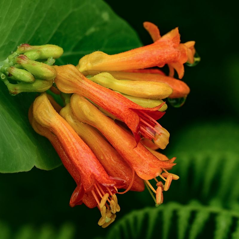 Coral Honeysuckle (Lonicera Sempervirens)
