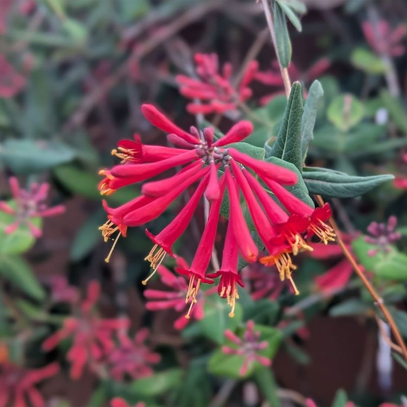 Coral Honeysuckle Returns On Sunny South Florida Trellises