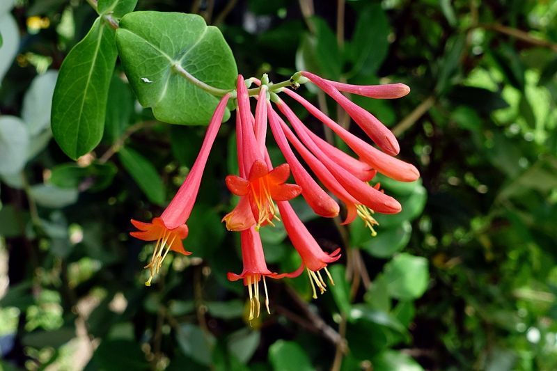 Coral Honeysuckle Shades A Patio Trellis