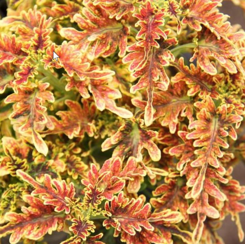 Coral Pink + Copper Coleus