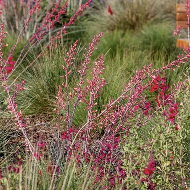 Coral Yucca Adds Bold Pink Blooms With Very Little Fuss