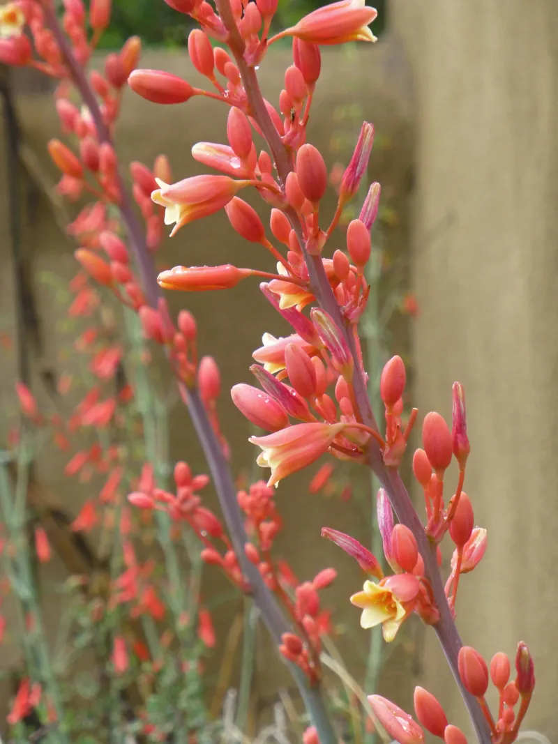 Coral Yucca Brings Elegant Form
