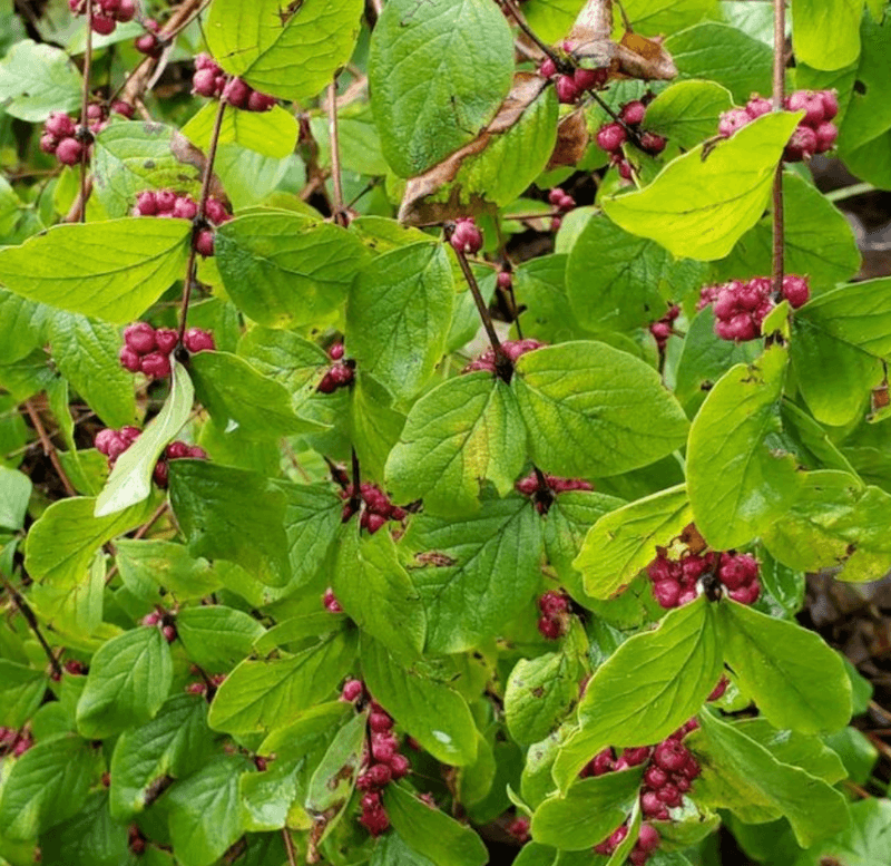 Coralberry