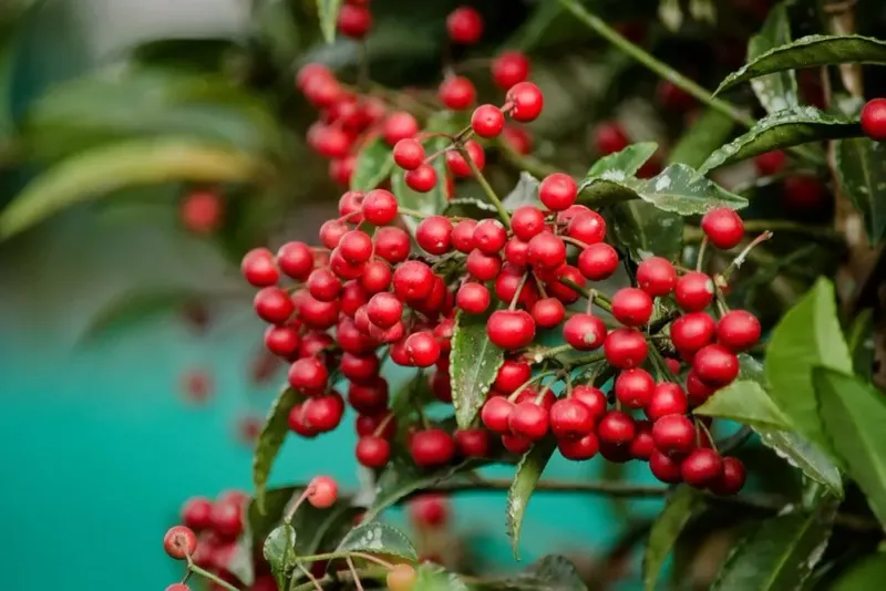 Coralberry Coralberry